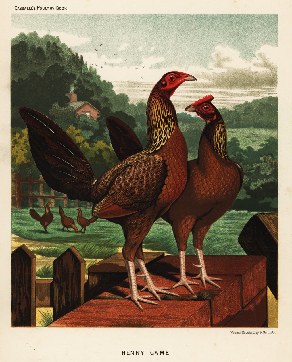 Uccelli da combattimento Henny o Hennie da J. W. (after) Ludlow