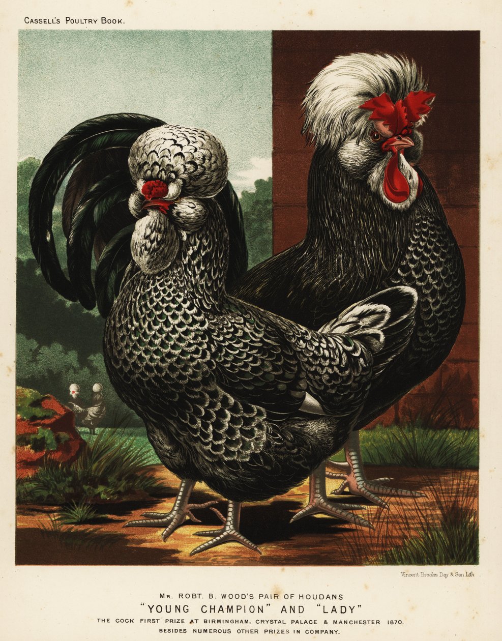 Gallo e gallina Houdan o Poule de Houdan da J. W. (after) Ludlow