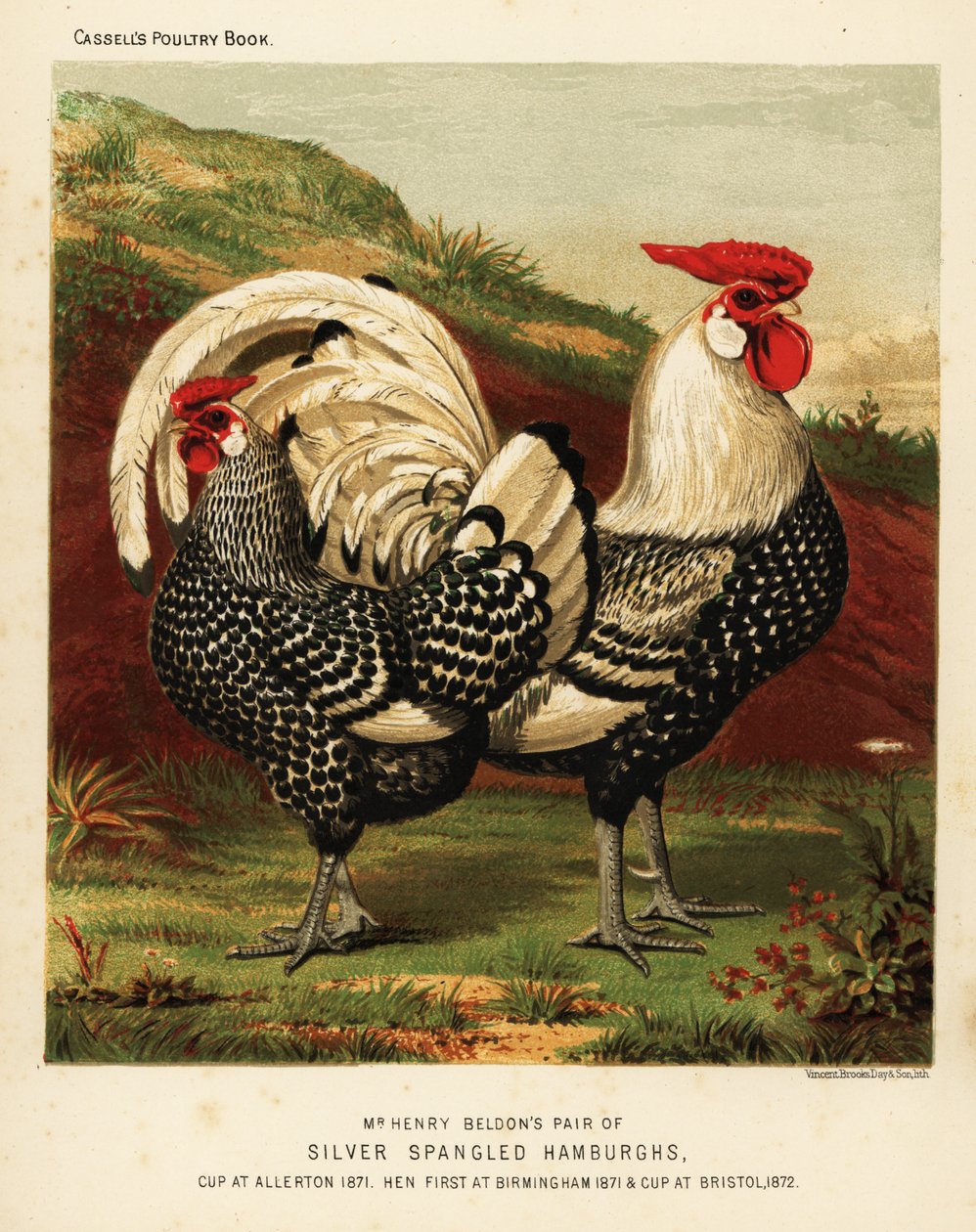 Gallo e gallina Hamburgh argentato a macchie da J. W. (after) Ludlow