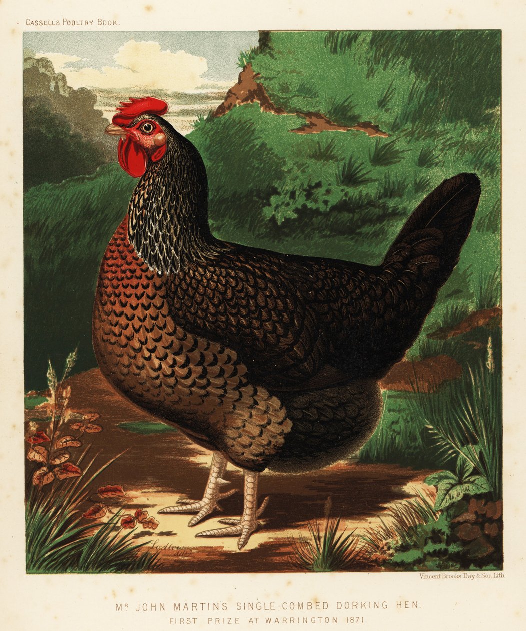 Gallina Dorking a pettine singolo da J. W. (after) Ludlow