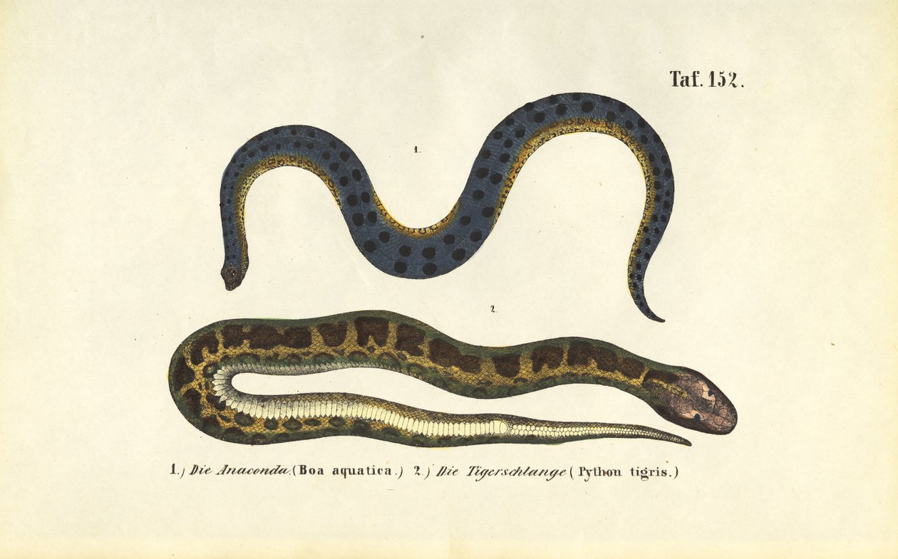 Anaconda e pitone indiano da J. W. Tenhaeff