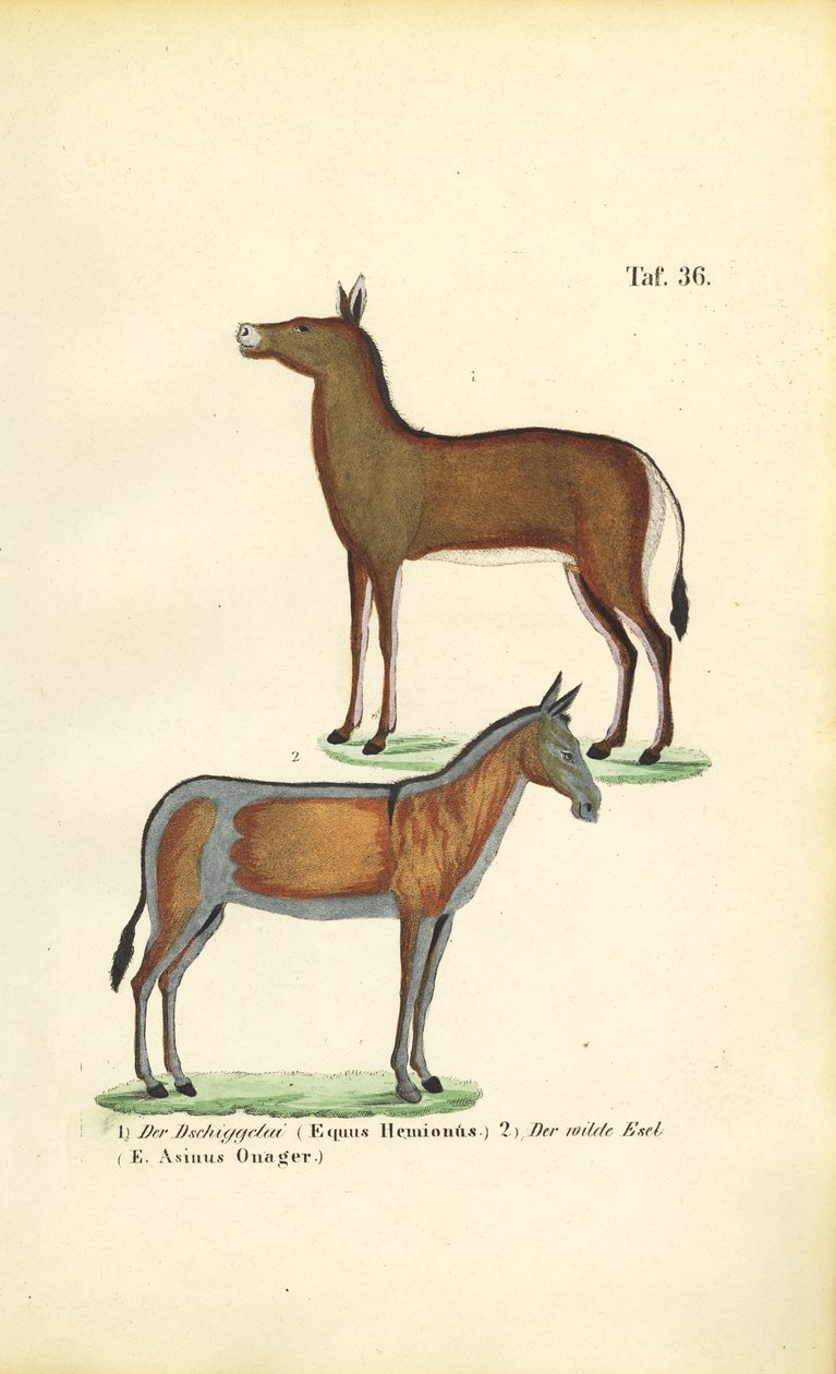Cavalli selvatici asiatici: Dziggetai e Onager da J. W. Tenhaeff