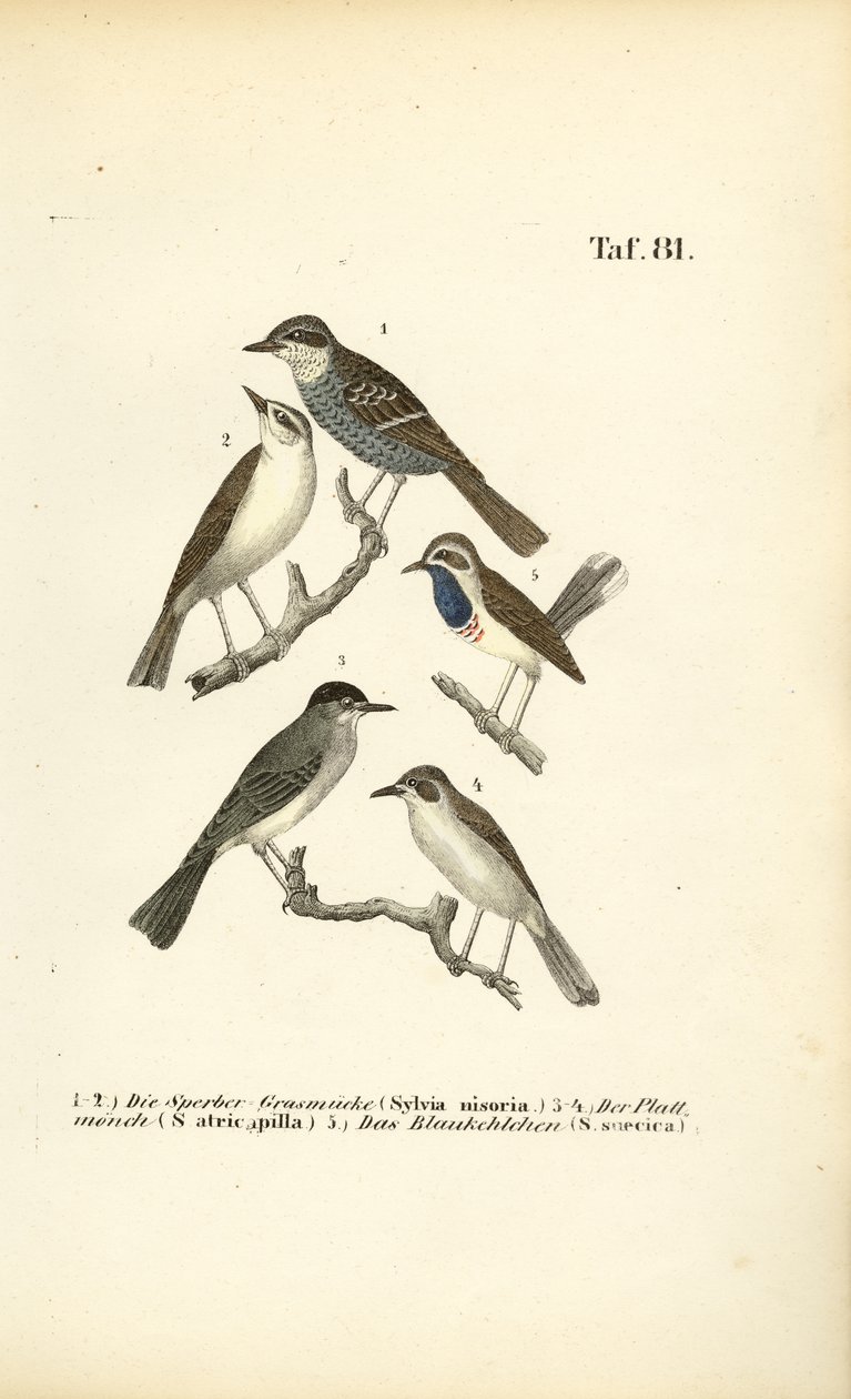 Usignolo di fiume, Capinera e Beccafico da J. W. Tenhaeff