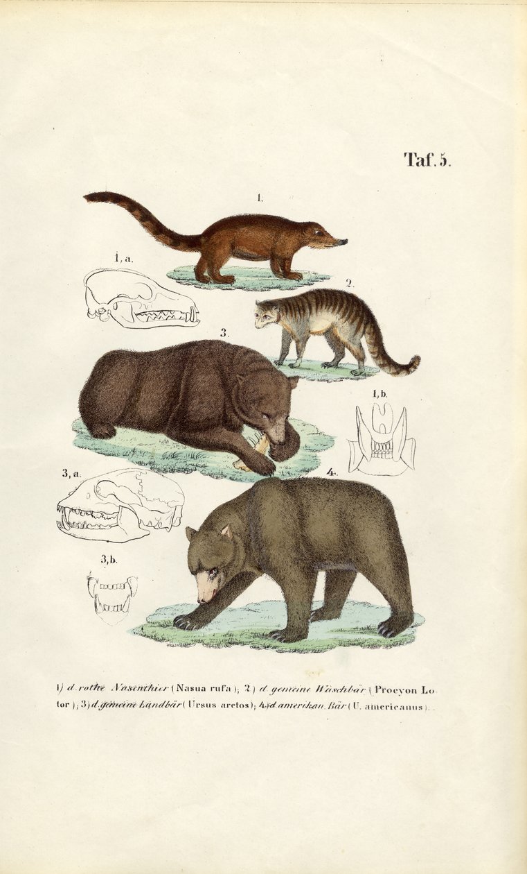 Orsi e carnivori affini con dettagli del cranio da J. W. Tenhaeff