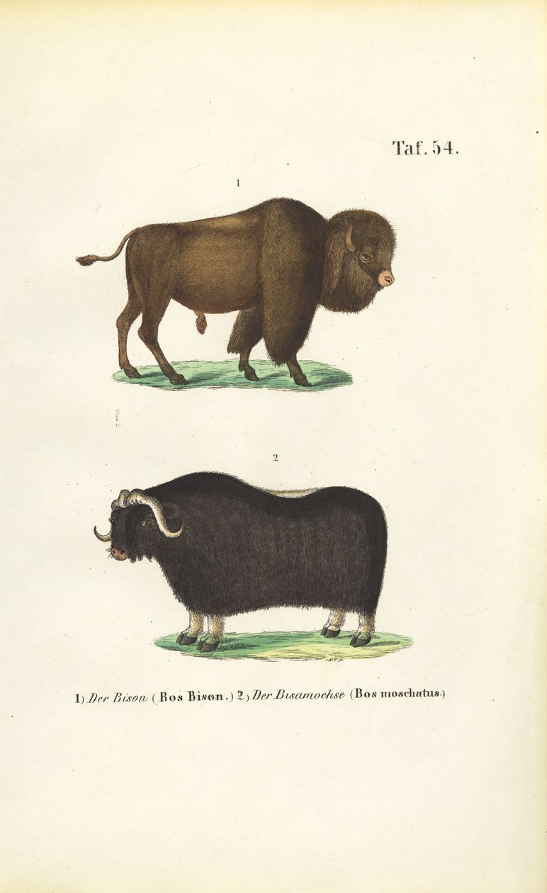 Bisonte e Muskox da J. W. Tenhaeff
