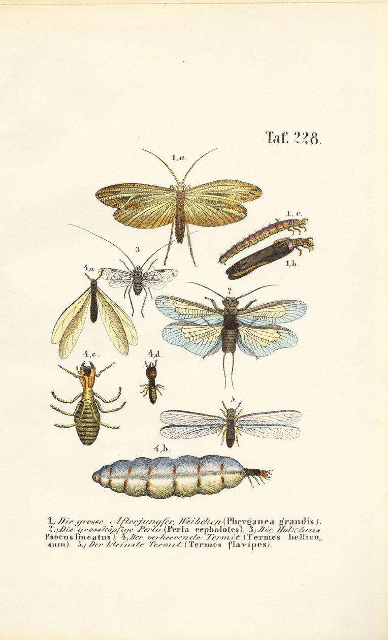  da J. W. Tenhaeff