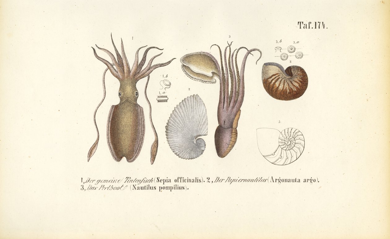  da J. W. Tenhaeff