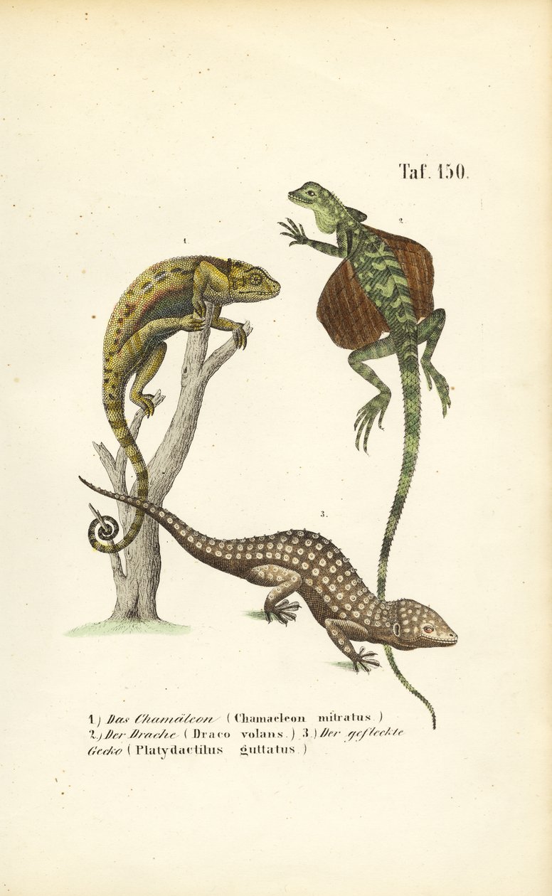 Camaleonte, Drago volante e Geco di Tokay da J. W. Tenhaeff