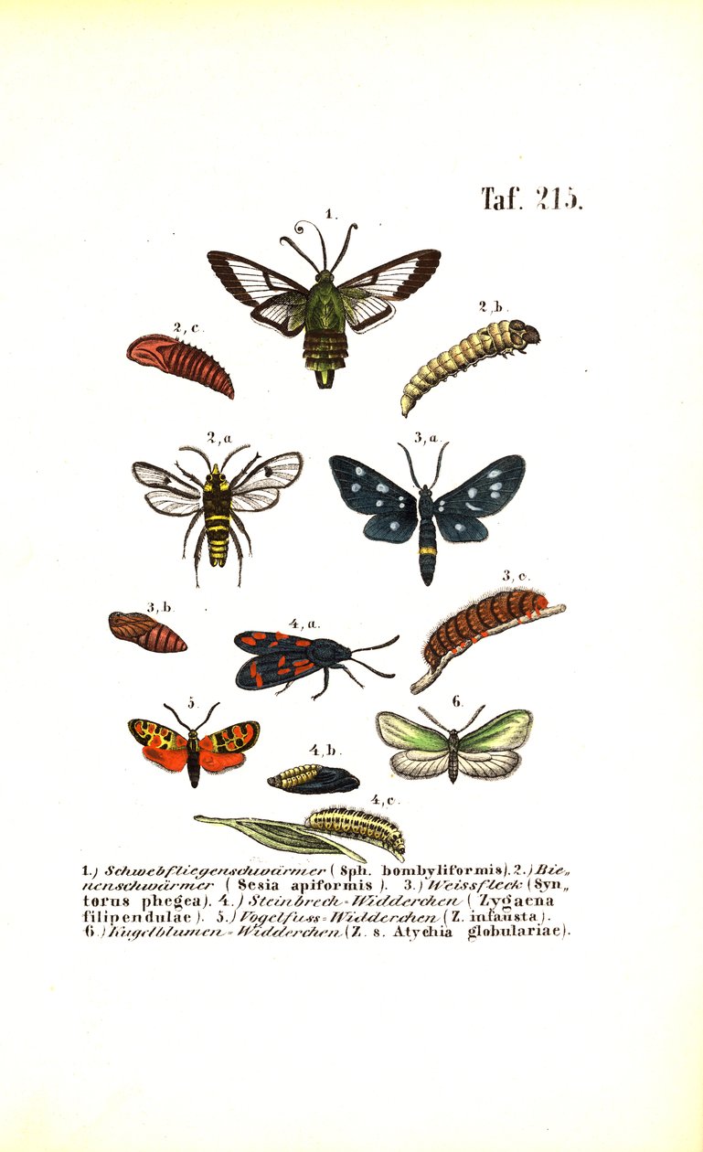 Tignole e altre specie di falene con i loro stadi di sviluppo da J. W. Tenhaeff