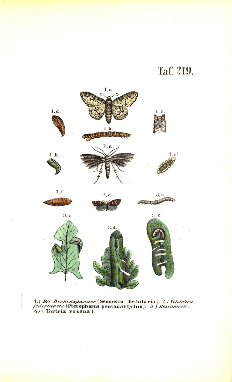 Ciclo di sviluppo delle farfalle con effetti nocivi da J. W. Tenhaeff