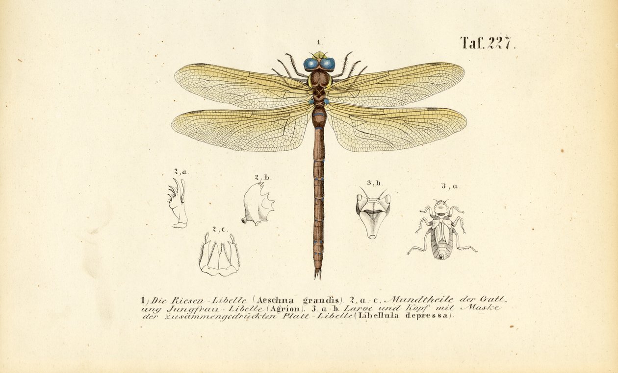 Le libellule con il loro apparato boccale e le larve da J. W. Tenhaeff