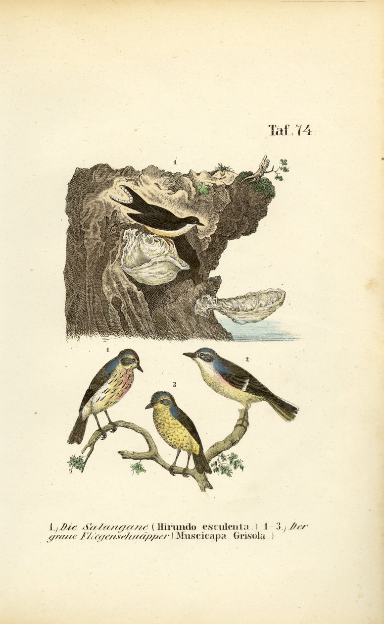 Rondine dei nidi commestibili e Pigliamosche macchiati da J. W. Tenhaeff