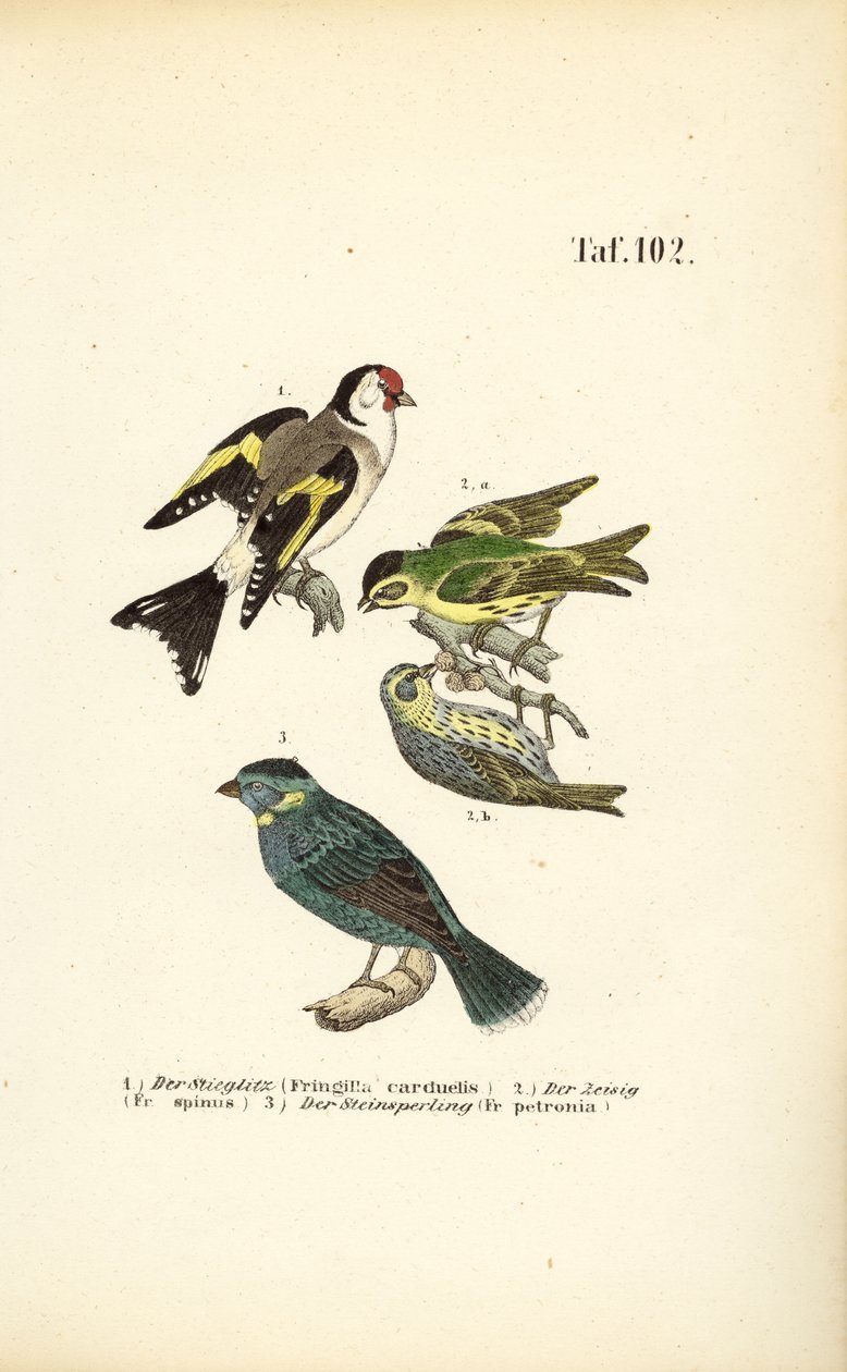 Cardellino europeo, Lucherino eurasiatico e Passero di roccia da J. W. Tenhaeff