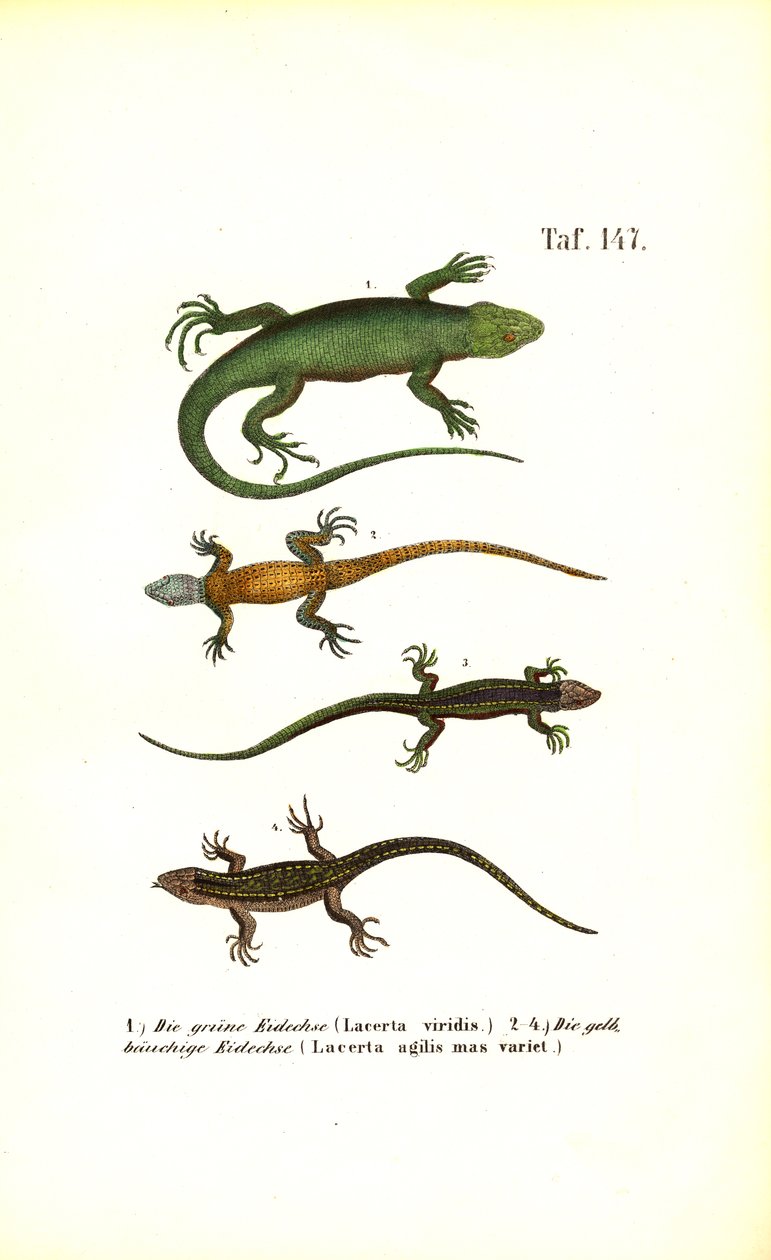 Specie di lucertola europea da J. W. Tenhaeff