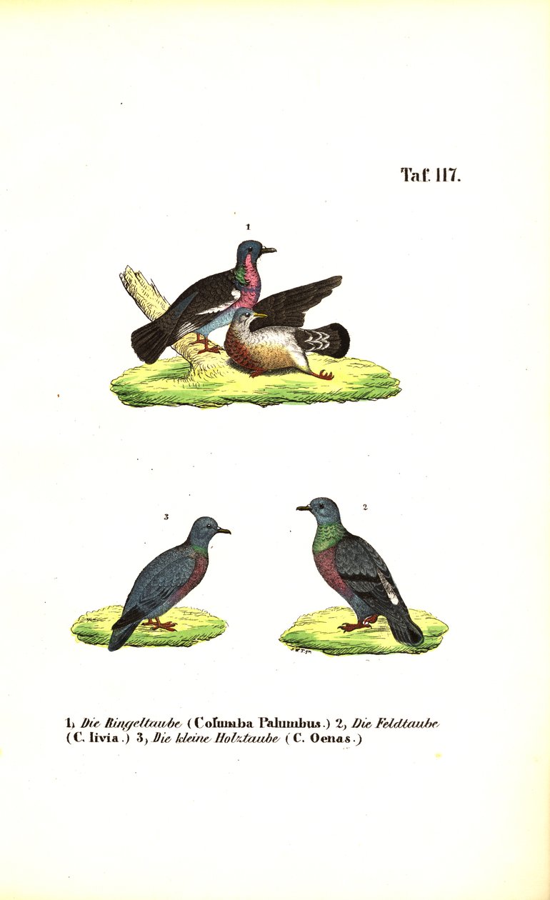 Piccioni selvatici europei da J. W. Tenhaeff