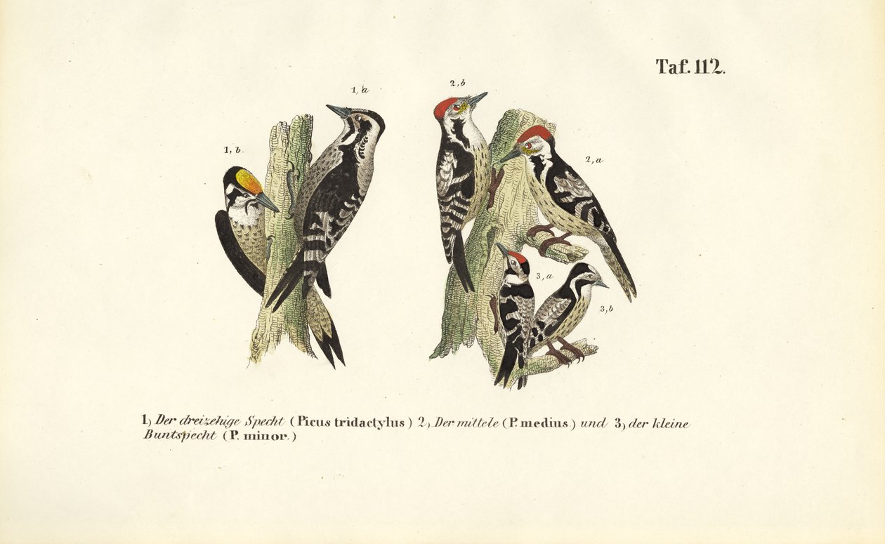 Specie di picchio europeo da J. W. Tenhaeff