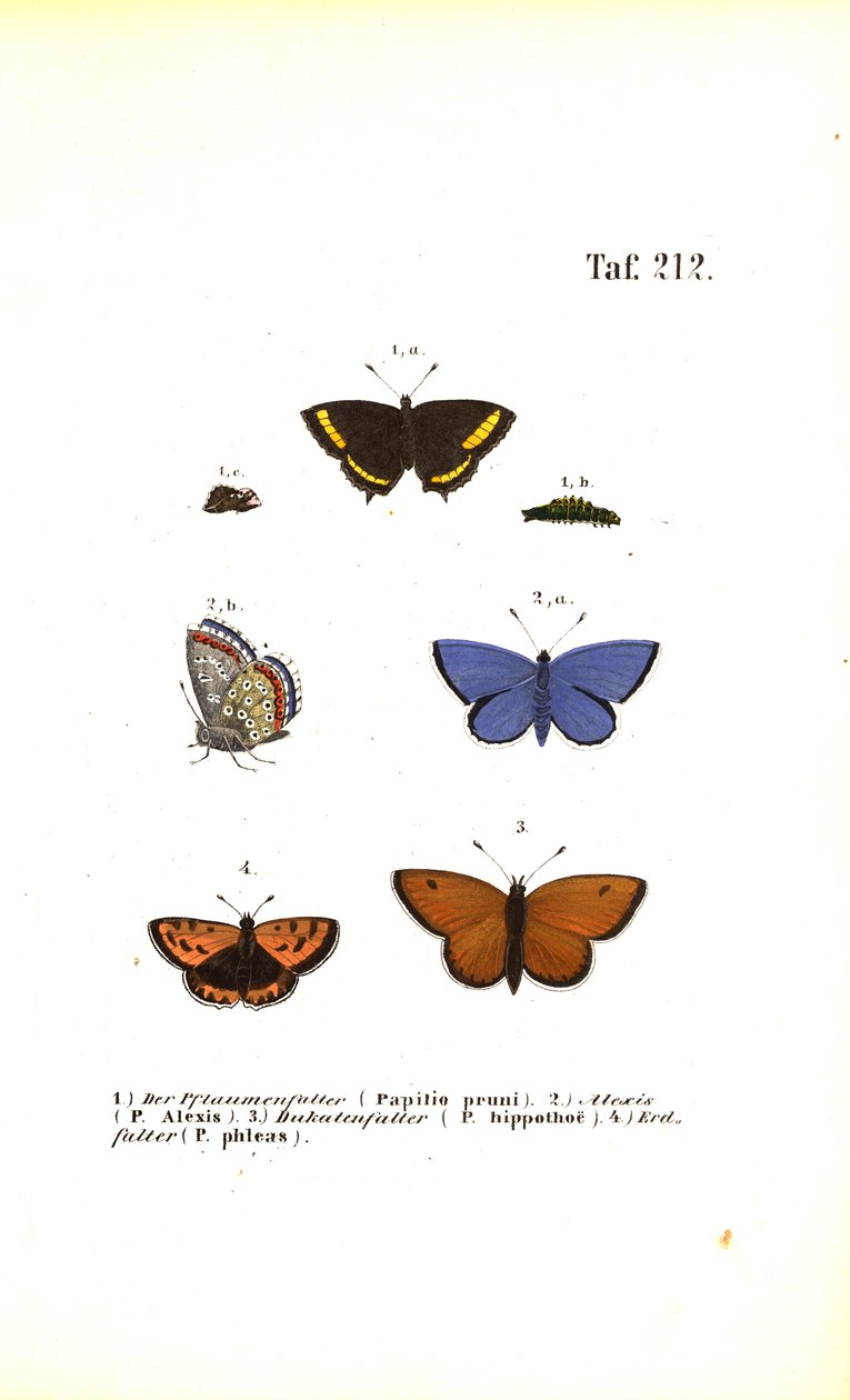 Specie di farfalle europee da J. W. Tenhaeff