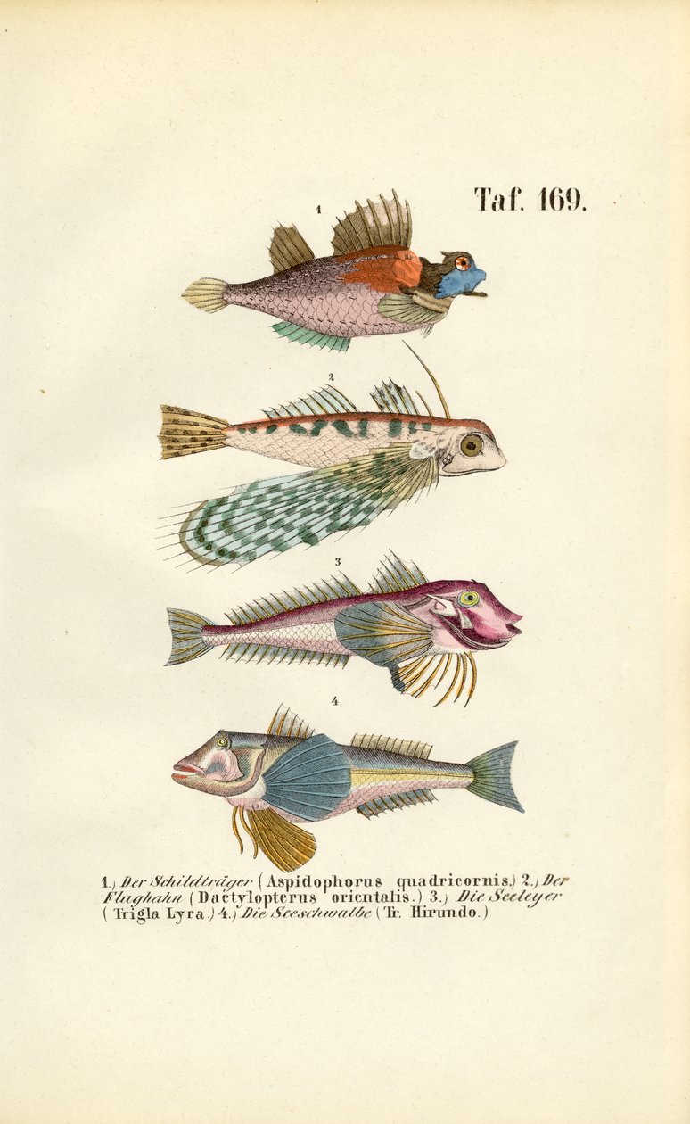 Pesci esotici con forme corporee speciali da J. W. Tenhaeff