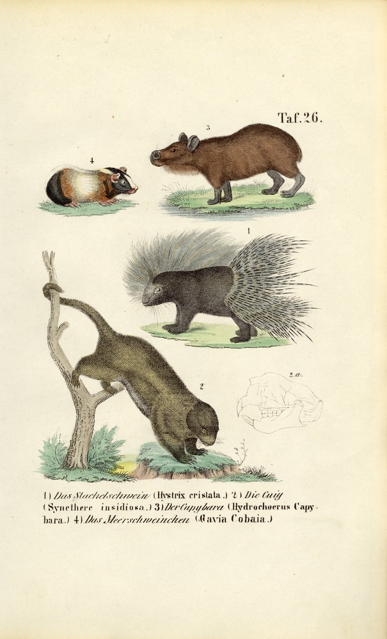 Roditori esotici da J. W. Tenhaeff