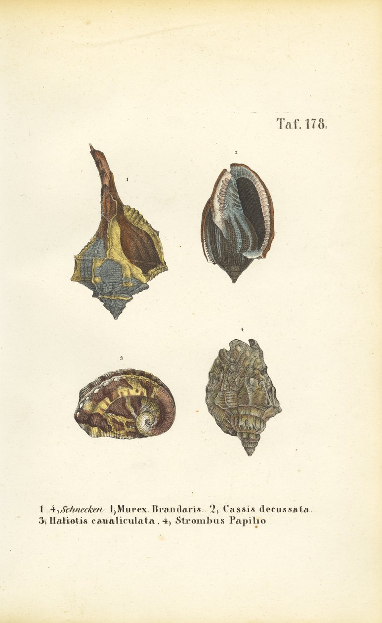  da J. W. Tenhaeff