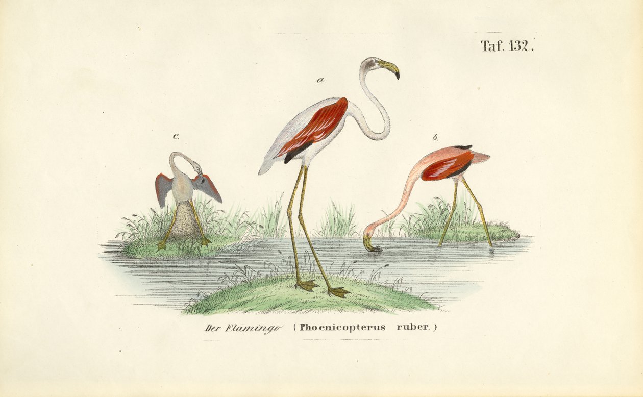 Fenicotteri in zona umida da J. W. Tenhaeff