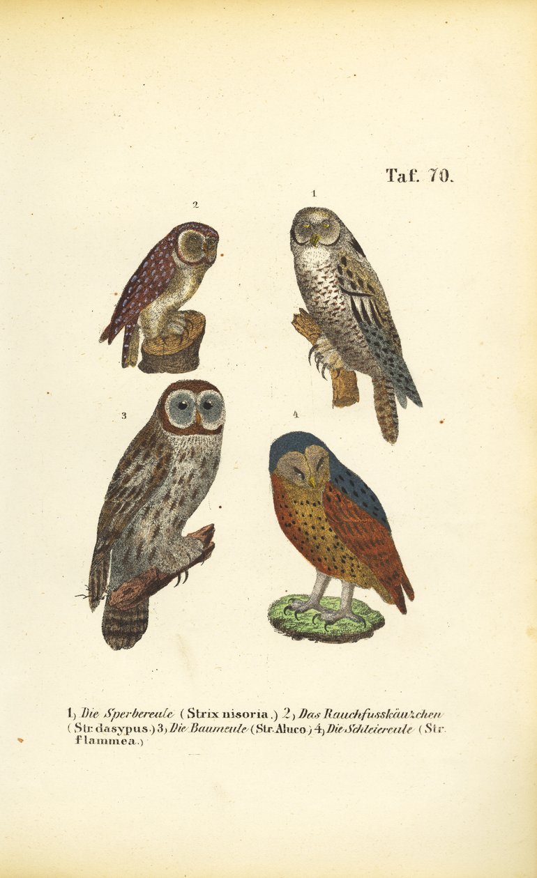  da J. W. Tenhaeff
