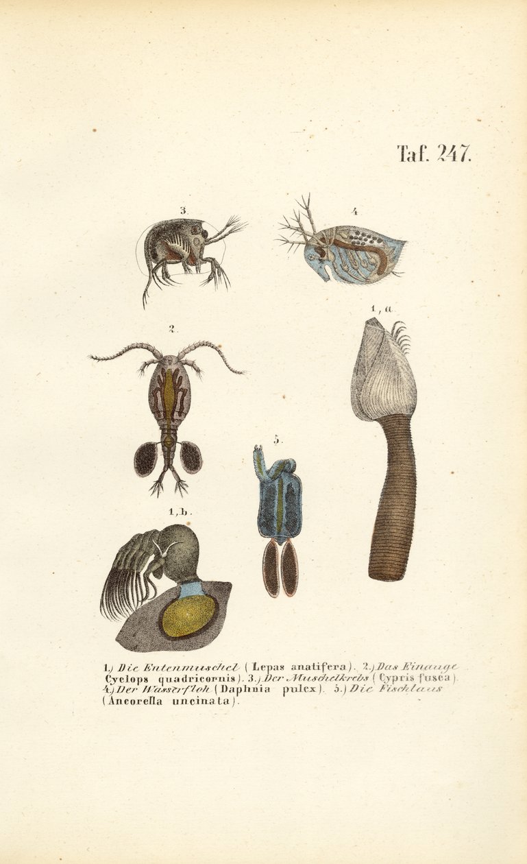 Crostacei d