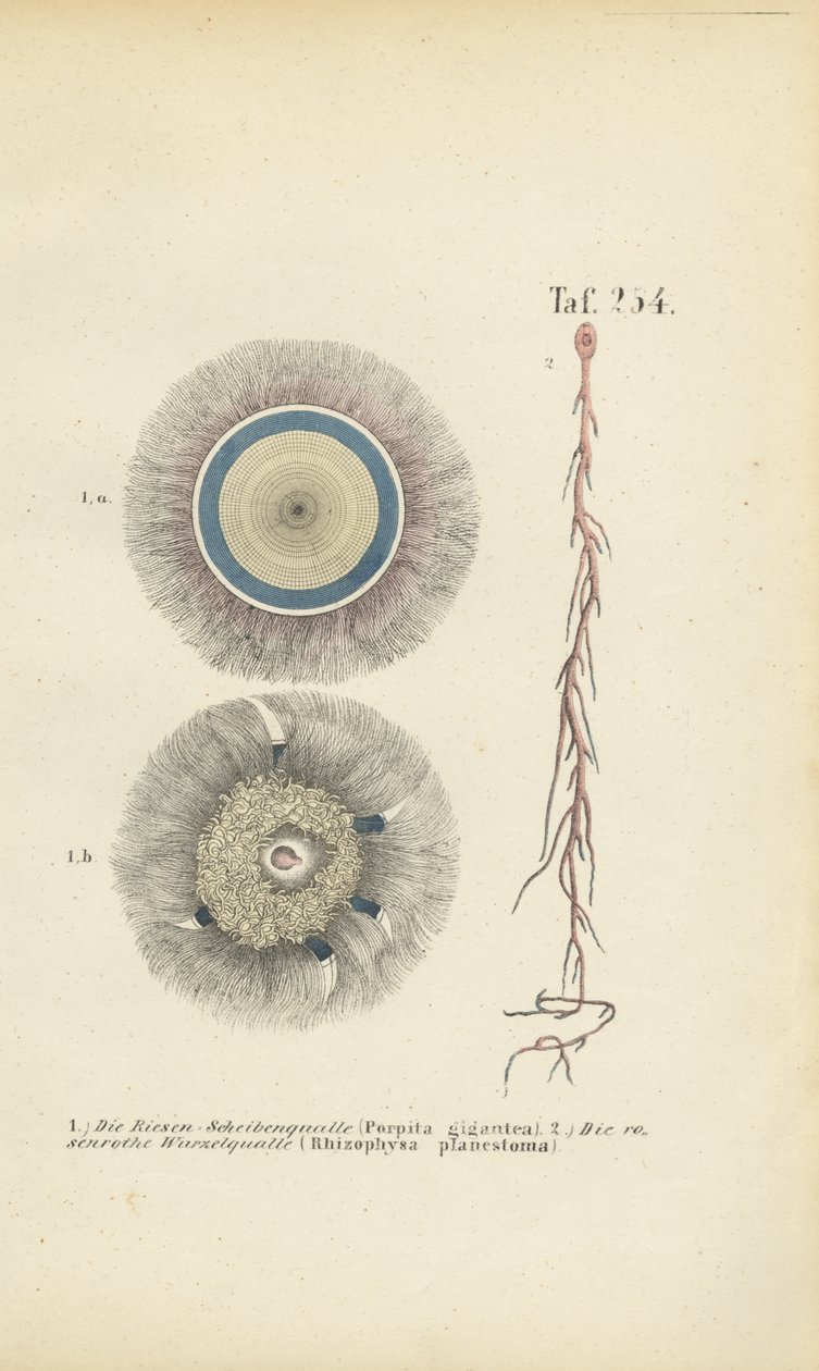 Meduse giganti a bottone blu e a radice rossa da J. W. Tenhaeff
