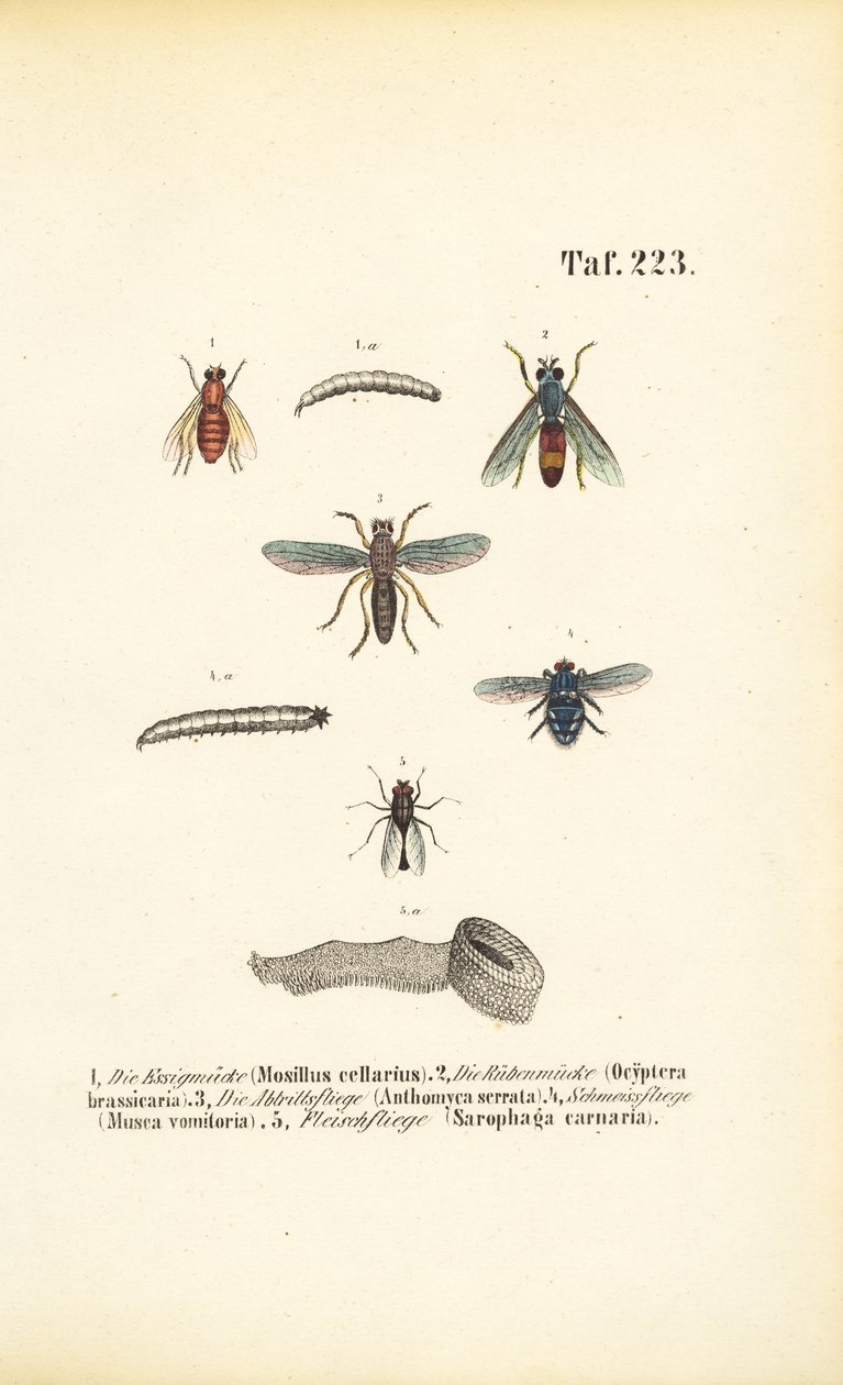 Specie di mosche nocive e loro larve da J. W. Tenhaeff