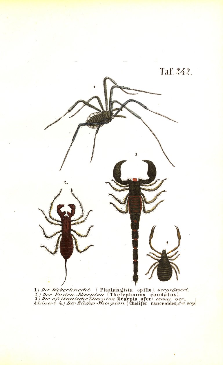 Harvestman e Scorpioni da J. W. Tenhaeff