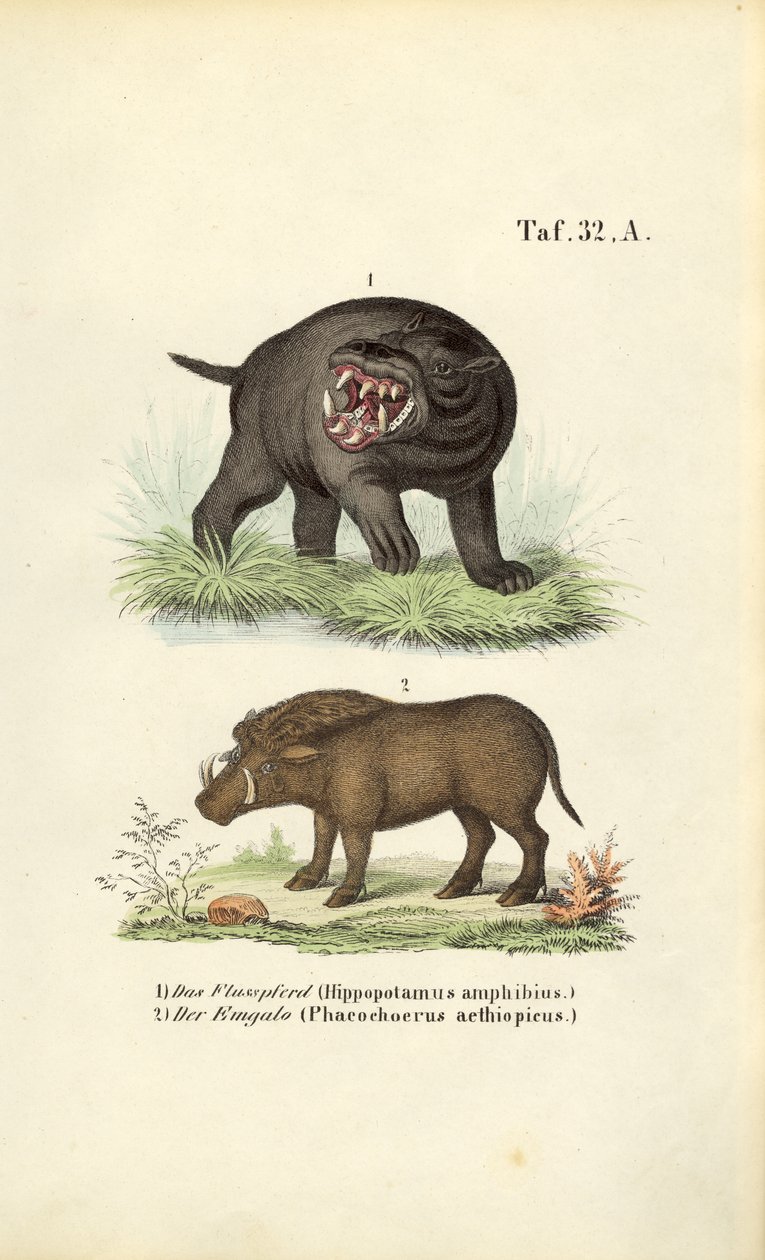 Ippopotamo e facocero da J. W. Tenhaeff