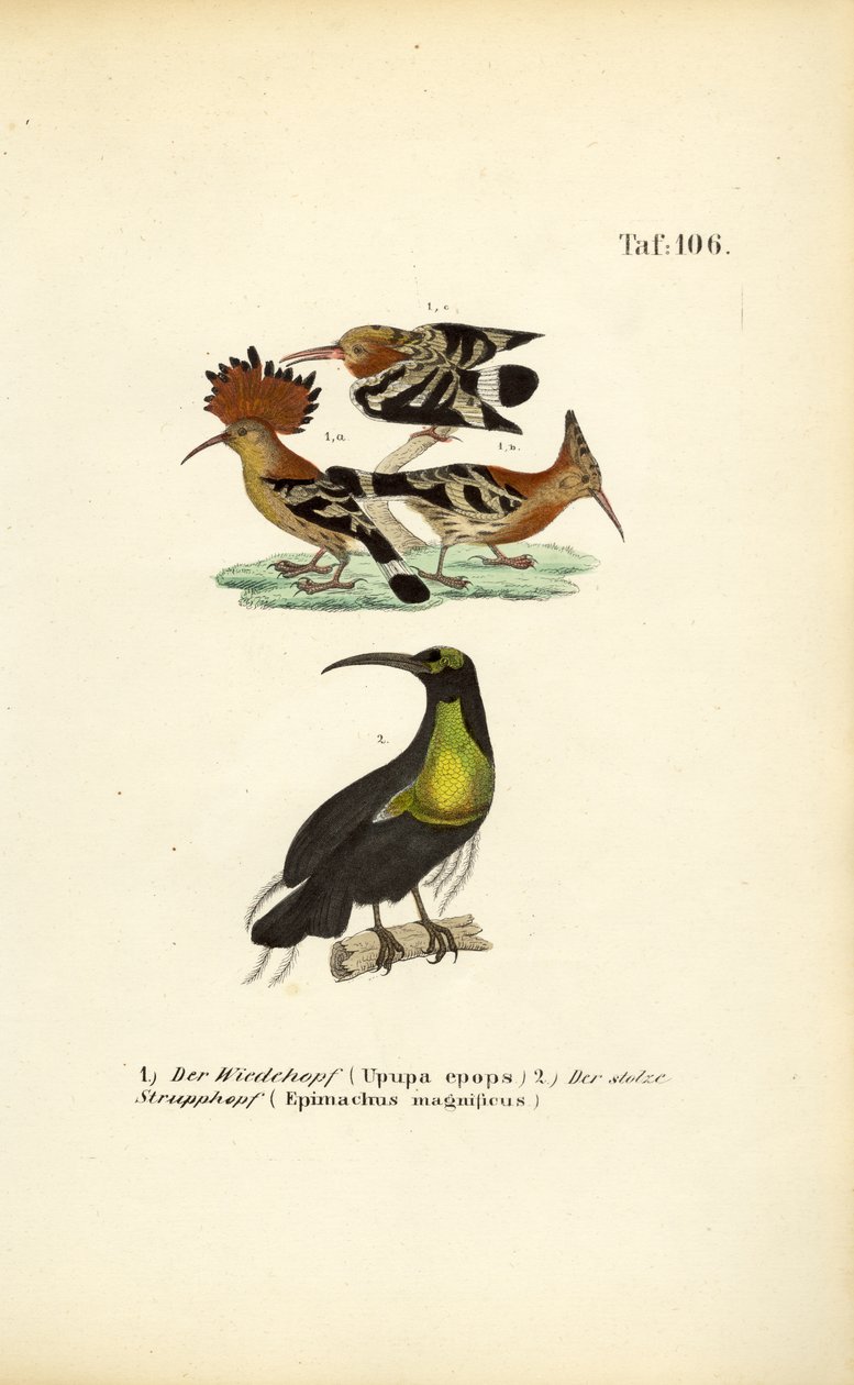 Upupa e Magnifico Fucile di mare da J. W. Tenhaeff