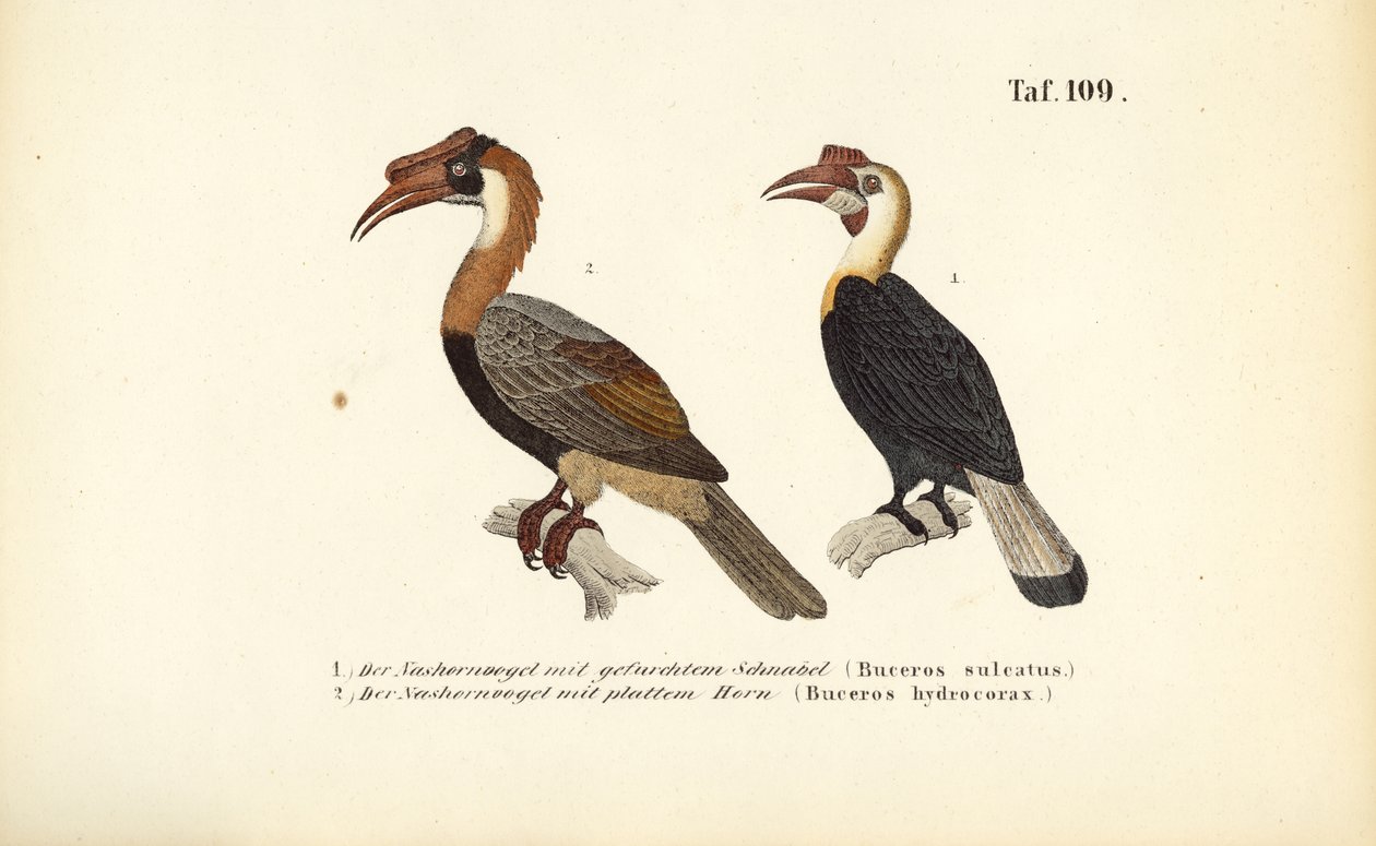 I buceri del sud-est asiatico da J. W. Tenhaeff