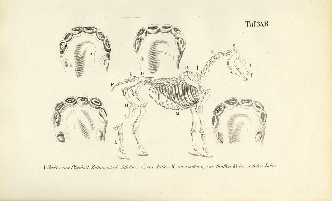 Anatomia del cavallo: sviluppo dello scheletro e dei denti da J. W. Tenhaeff