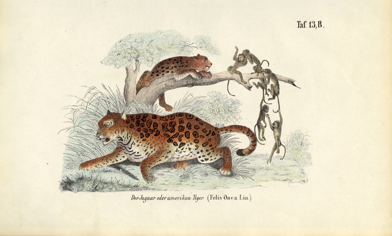 Giaguaro e scimmie da J. W. Tenhaeff