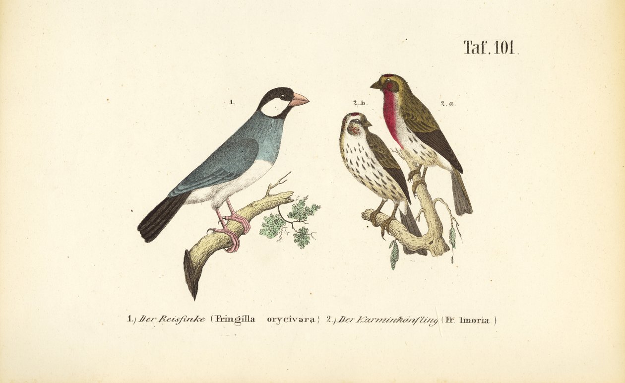 Passero di Giava e Cardellino comune da J. W. Tenhaeff