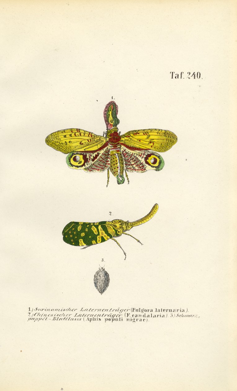 Lanterne e afide nero del pioppo da J. W. Tenhaeff
