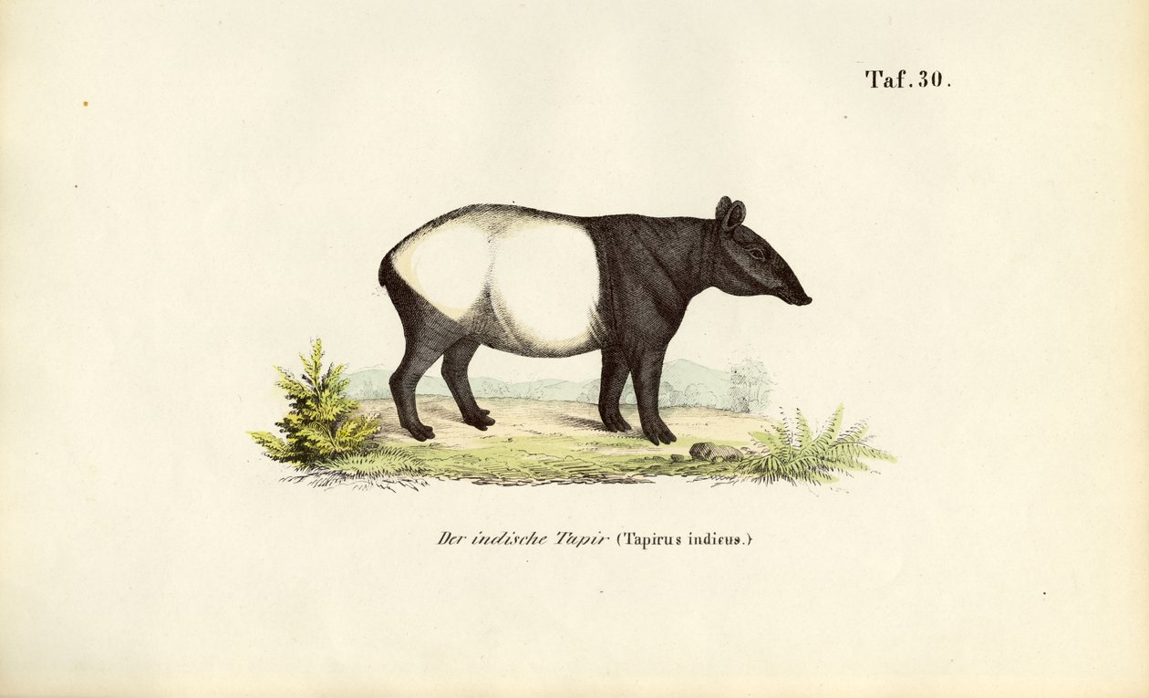 Tapiro malese da J. W. Tenhaeff