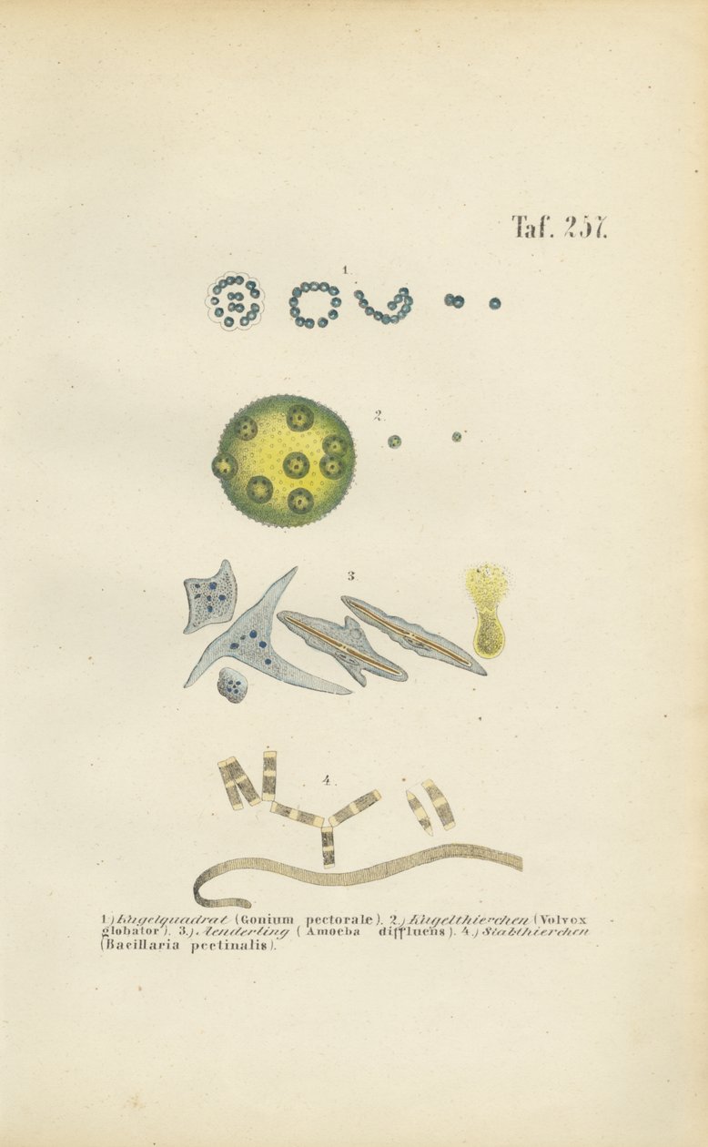 Microrganismi: Gonium, Volvox e altri organismi unicellulari da J. W. Tenhaeff