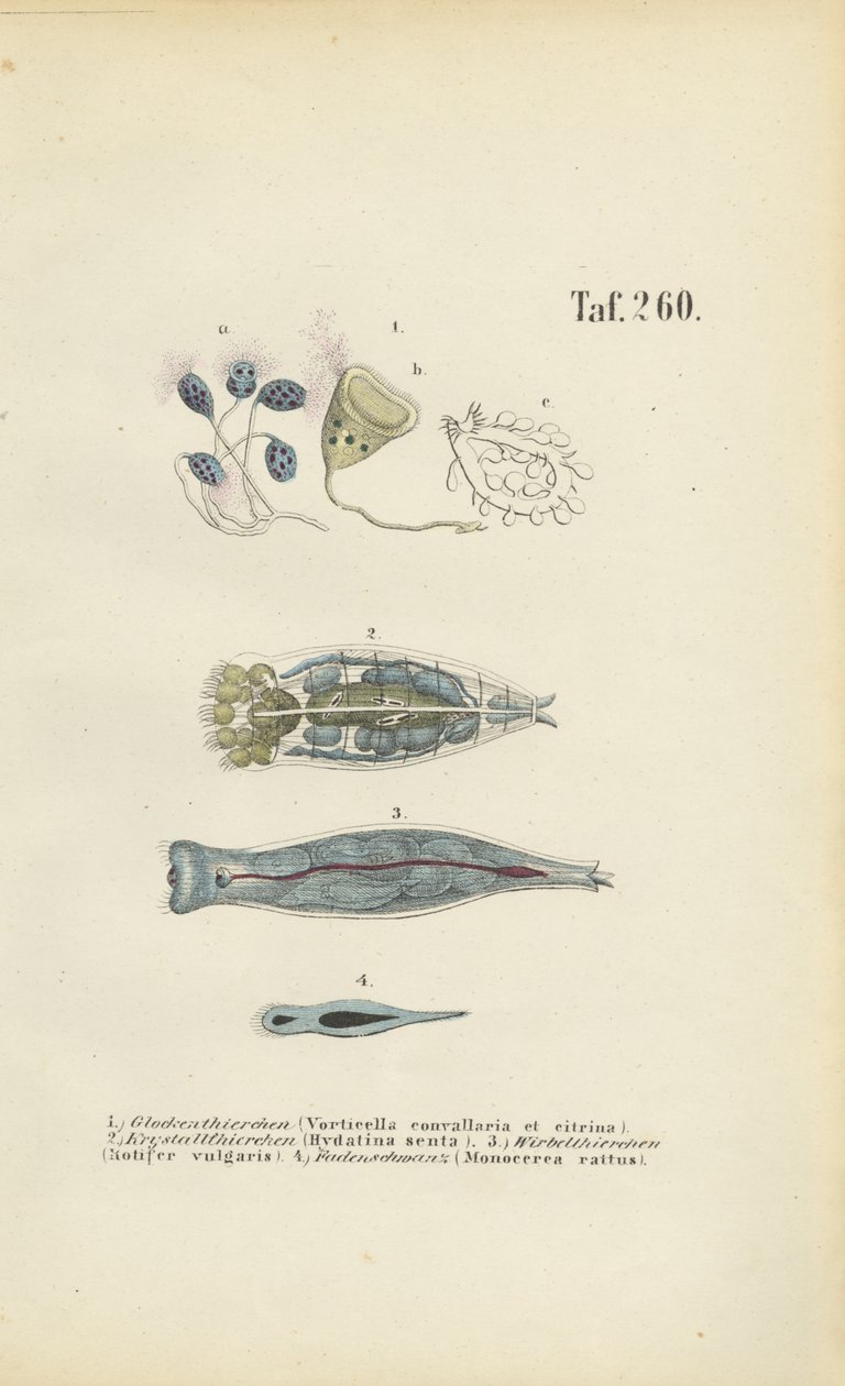  da J. W. Tenhaeff