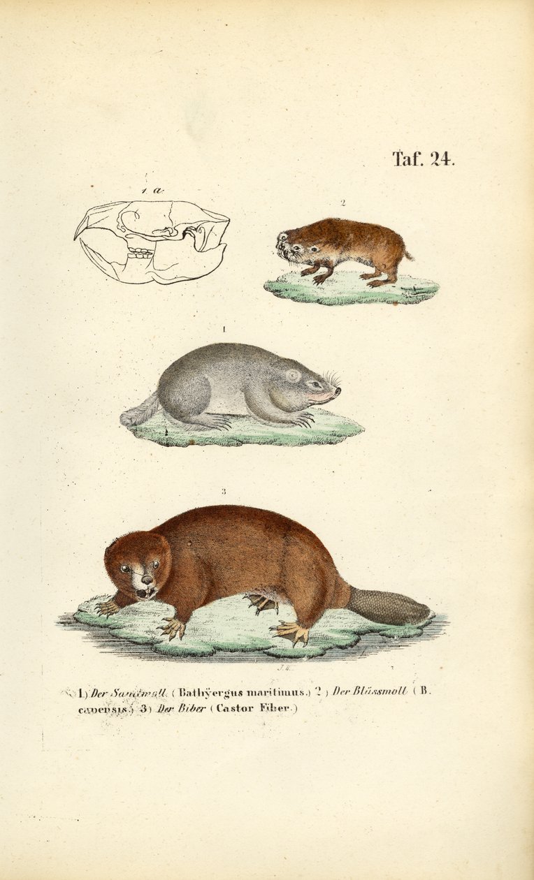 Topi talpa e castori da J. W. Tenhaeff