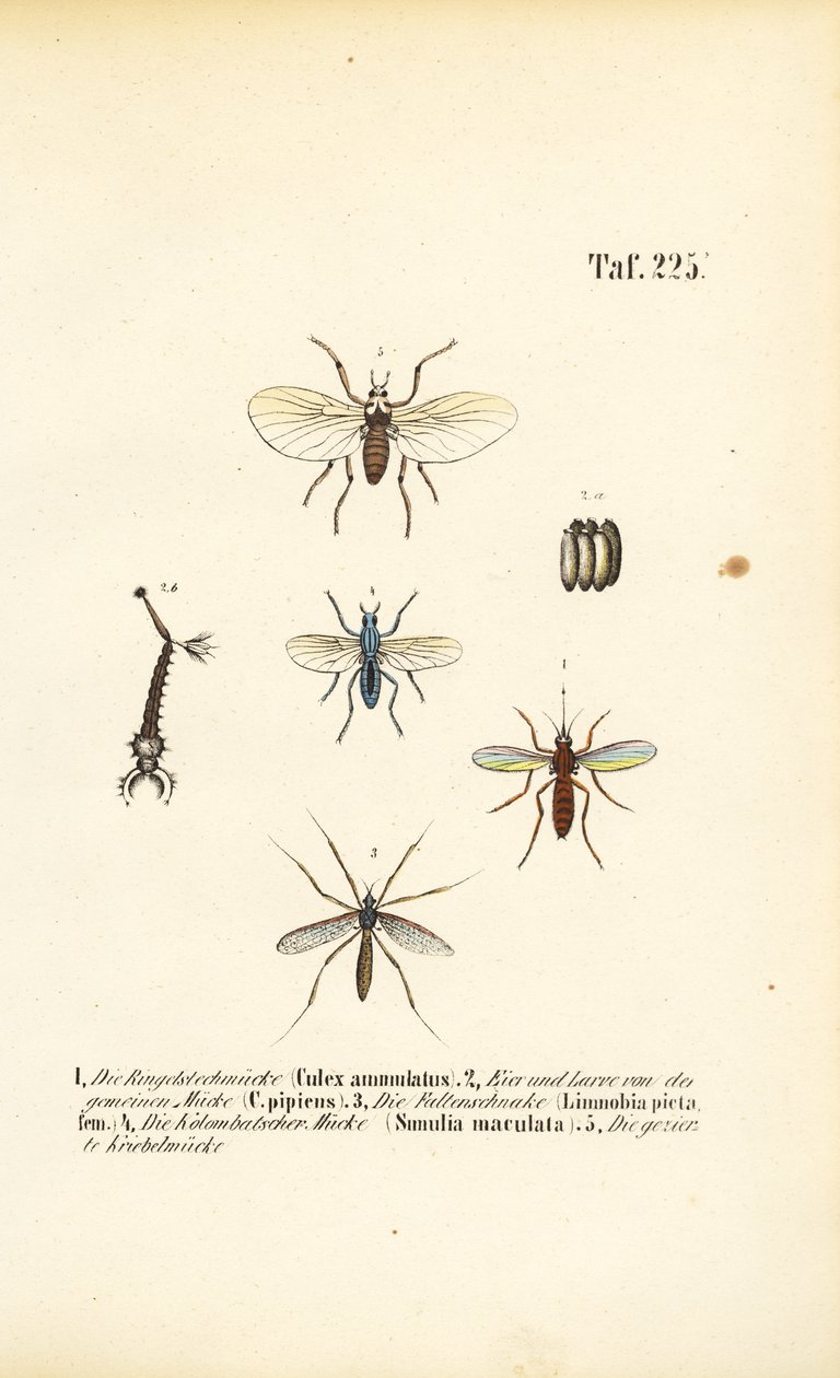 Le zanzare e le loro fasi di sviluppo da J. W. Tenhaeff