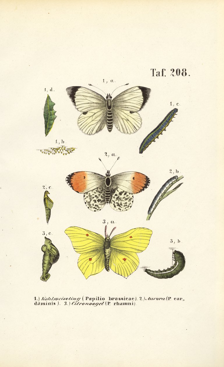 Le farfalle autoctone con i loro stadi di sviluppo da J. W. Tenhaeff