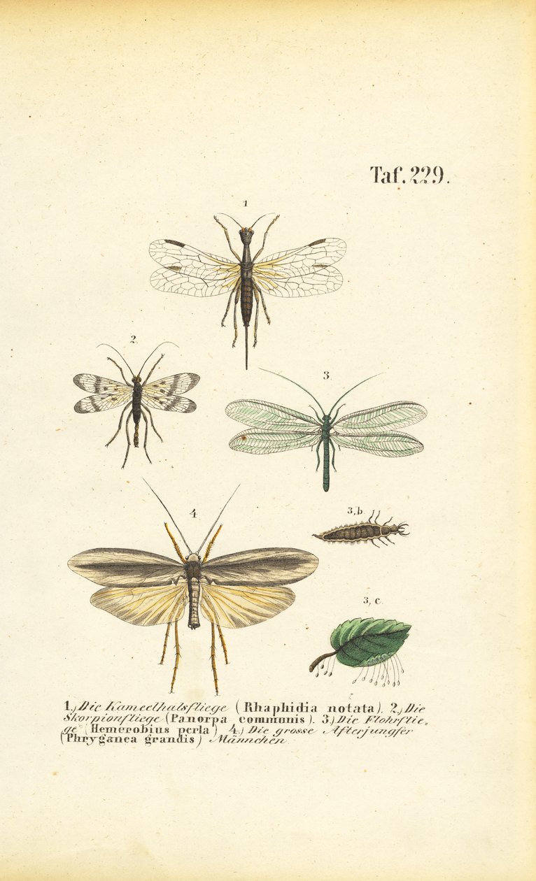 I neurotteri e le loro fasi di sviluppo da J. W. Tenhaeff