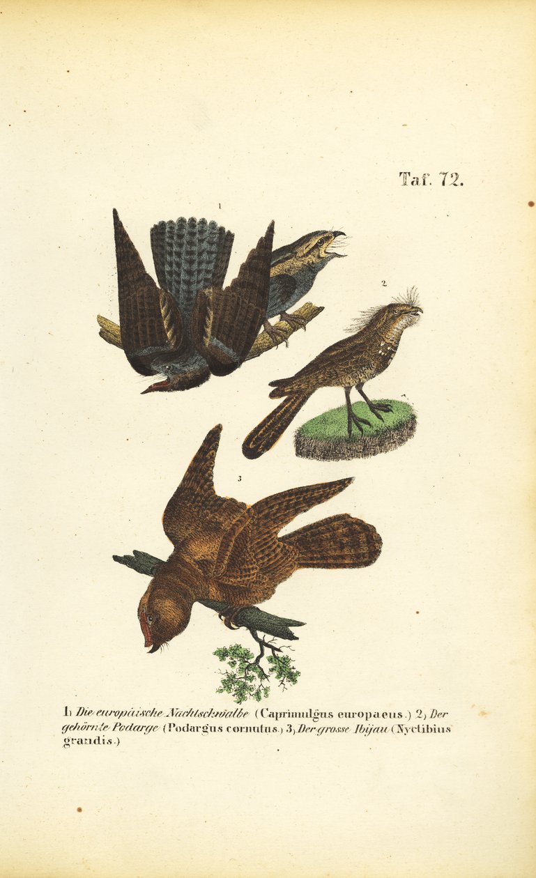 Succiacapre e specie affini da J. W. Tenhaeff