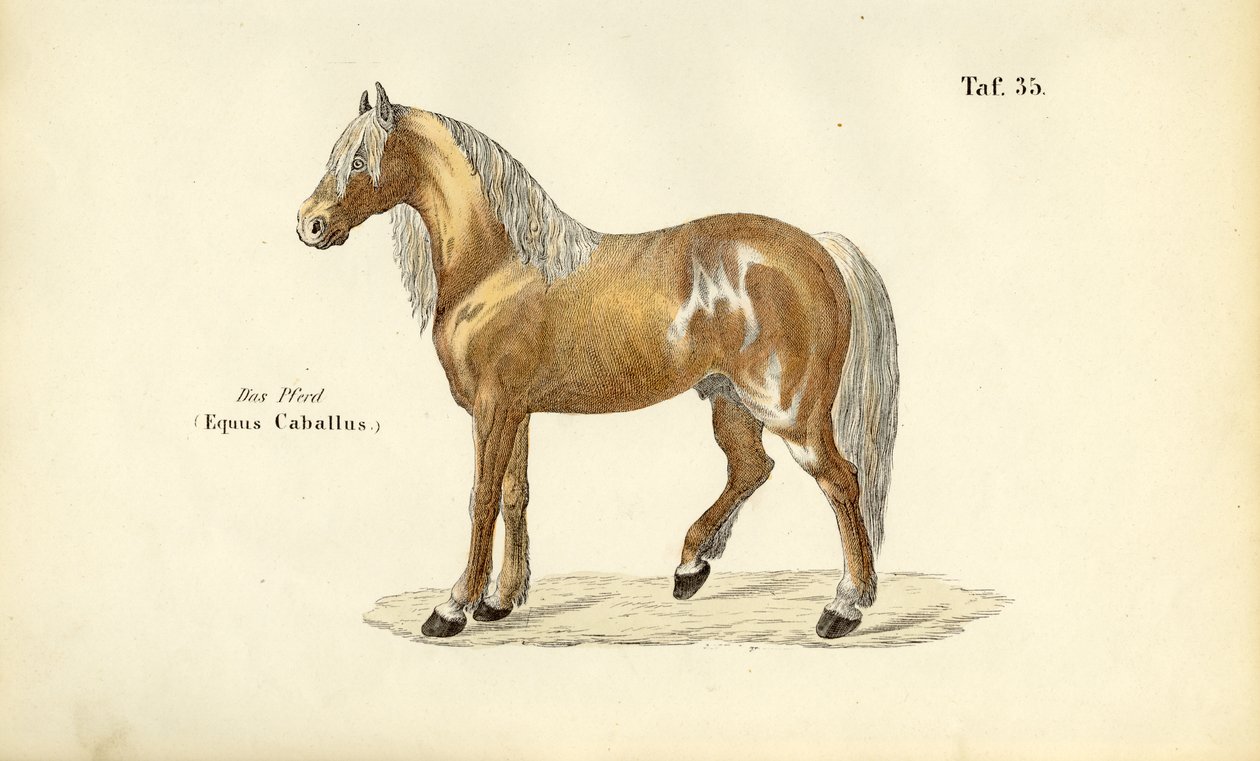 Cavallo nobile da J. W. Tenhaeff