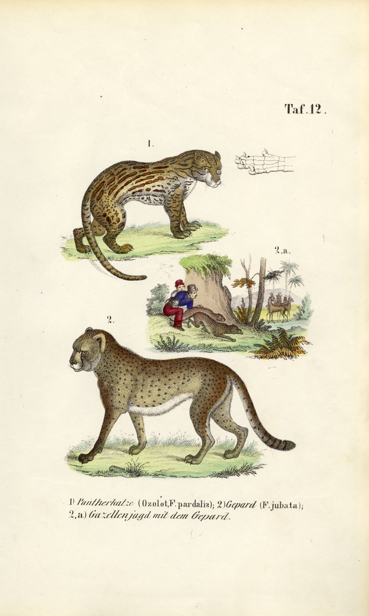 Ocelot, ghepardo e caccia al ghepardo da J. W. Tenhaeff