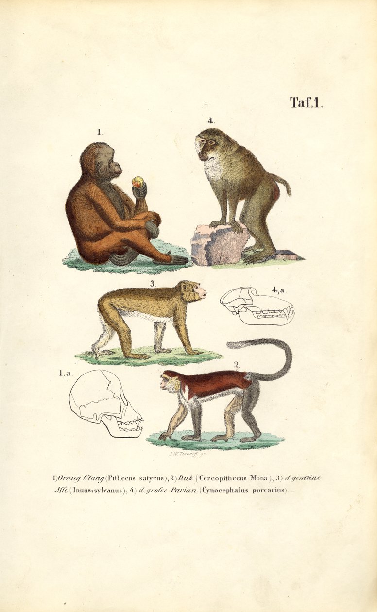 Scimmie del Vecchio Mondo: Orangutan, Macaco, Scimmia e Babbuino da J. W. Tenhaeff