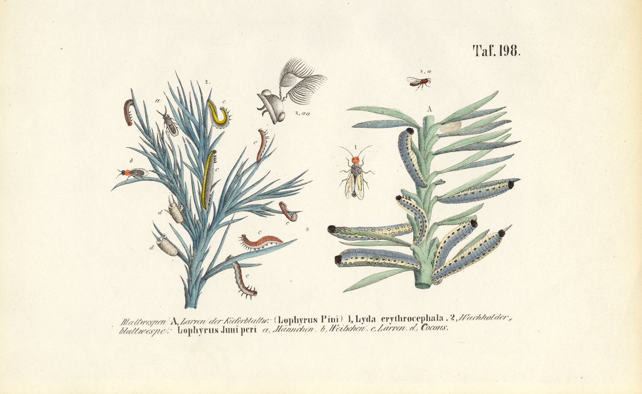 Larve di sega del pino e loro sviluppo da J. W. Tenhaeff