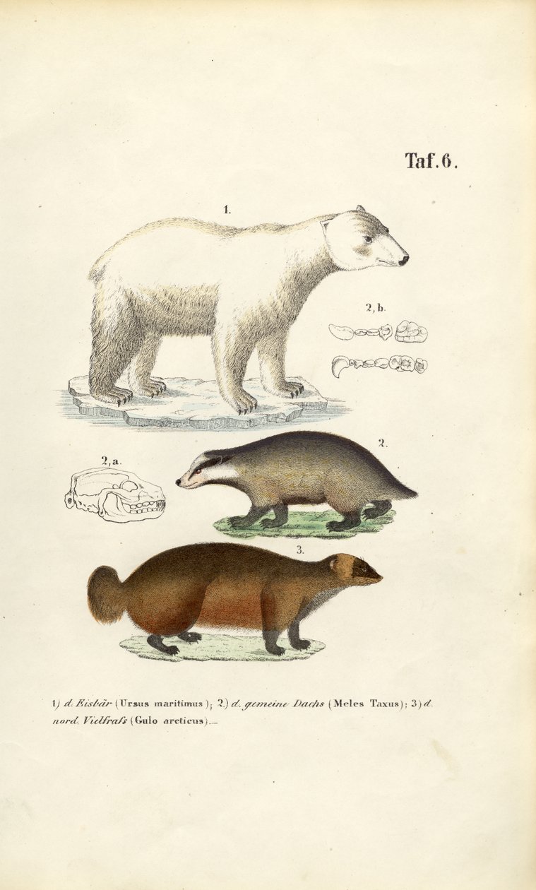 Orso polare, tasso e lupo con dettagli anatomici da J. W. Tenhaeff